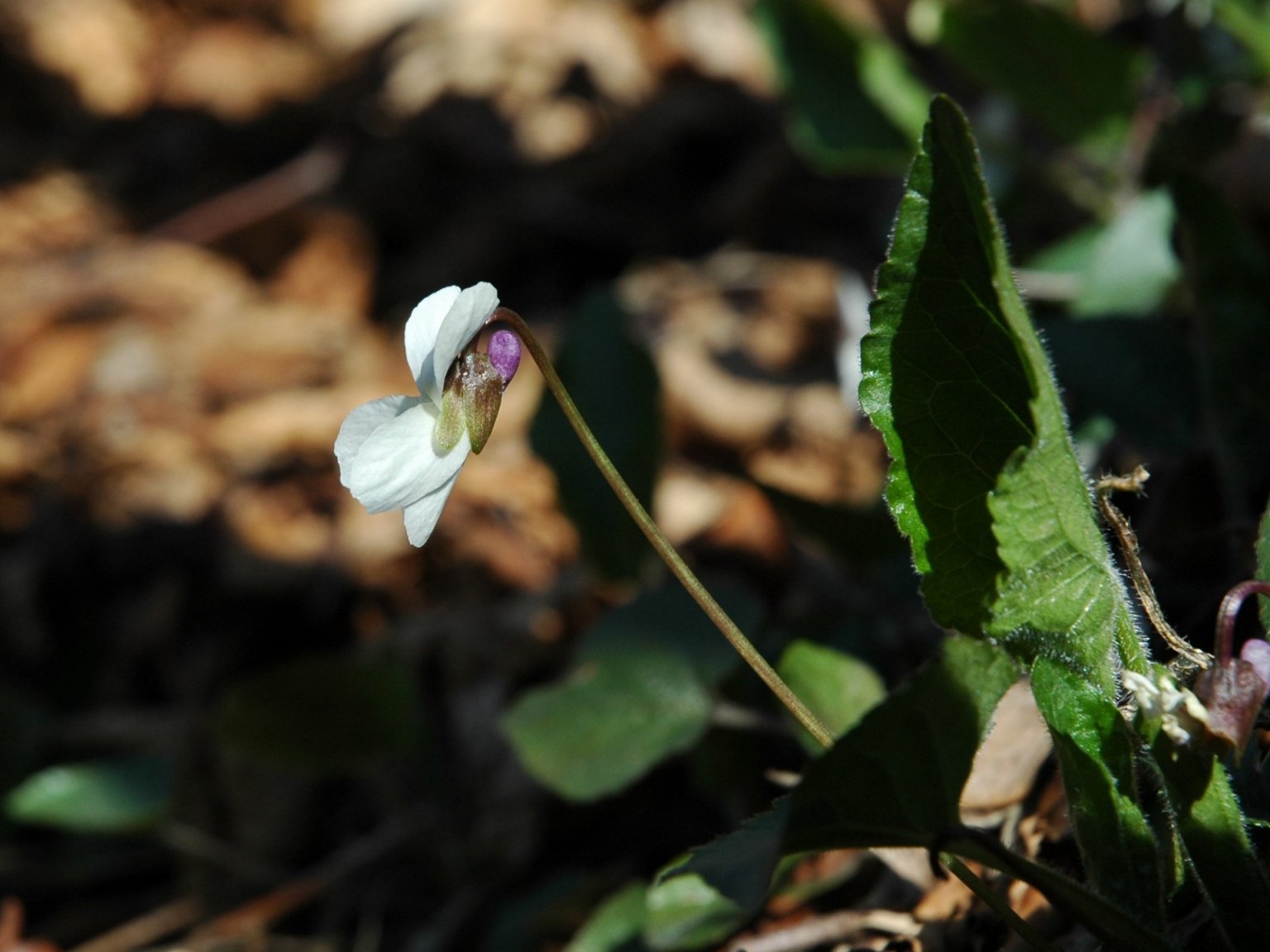 Viola